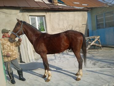 Лошади, кони: Жеребец 3года рост 160