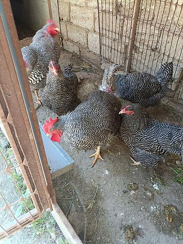Toyuqlar: Barred Rock Plymouth. 3-fərə 3-xoruz 1il5 aylıqdılar təmiz qan sağlam — 8