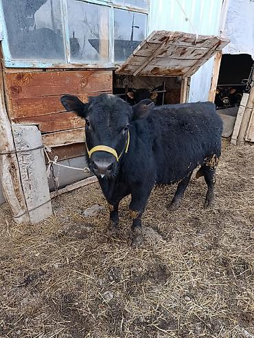 Коровы, быки: Продаю | Бык (самец) | Ангус | На откорм | Привязанные — 5