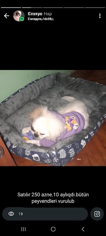 İtlər: Pekines, 10 ay, Peyvəndli — 3