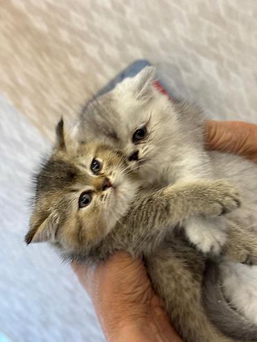 Pişiklər: Şotland yastı qulaq — 37