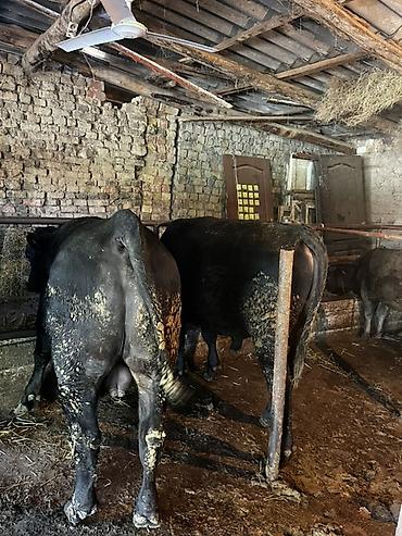 Коровы, быки: Продаю | Бык (самец) | На откорм | Привязанные — 5