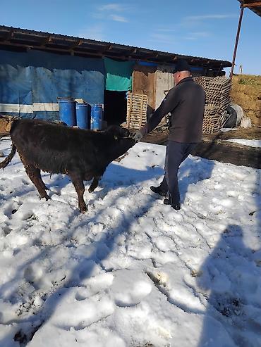 Коровы, быки: Продаю | Бык (самец) | Полукровка | На откорм — 18