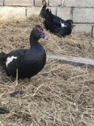 Коровы, быки: Zümrüd xoruz 40 manat bala xoruzlar 30fərələr 20 manat