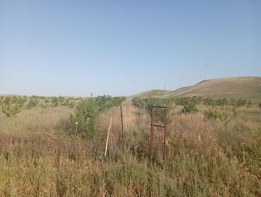 Другие товары для дома и сада: Продаю сад черешня 350шт. персик поздний 60 шт. территория 1,26га — 11