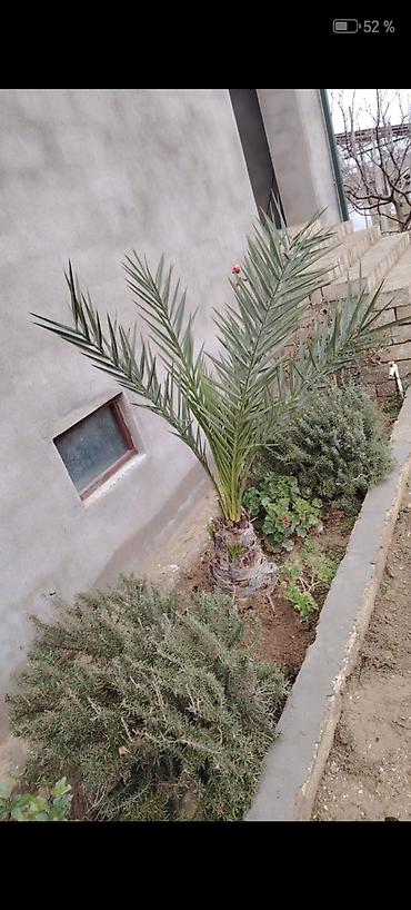 xurma palması: Xurma xurması (Phoenix dactylifera) – dekorativ xurma ağacı fidanı 5 — 1