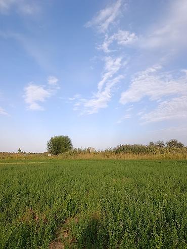 виноградное село: 4000 соток, Для сельского хозяйства — 3
