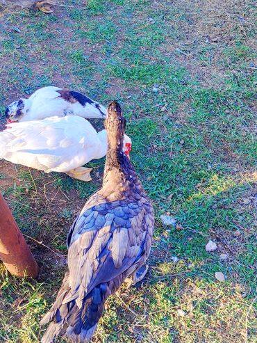 Ördəklər: Dişi, | Lal ördək, Macar, Damazlıq, Ünvandan götürmə, Ödənişli çatdırılma — 5