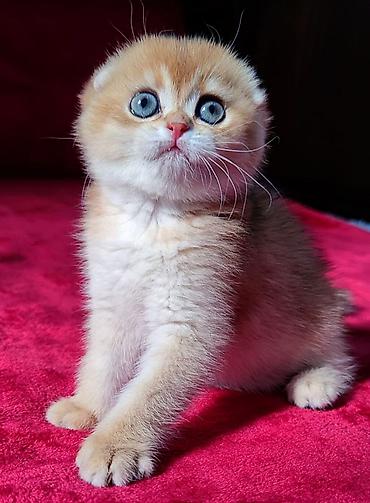 Продажа кошек: Питомник шотландских кошек предлагает к предварительному резерву — 11