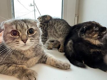 Продажа кошек: Котята 500с каждая . мама вислоухая. 2 месяца котятам. можно забрать с — 6