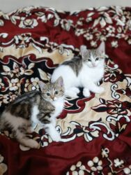 Pişiklər: Türk anqora, Dişi, Yaxşı əllərə, Ünvandan götürmə -da lalafo.az — 11 Pişiklər: Türk anqora, Dişi, Yaxşı əllərə, Ünvandan götürmə — 11