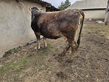 Продаю | Корова (самка) | Алатауская, Швицкая | Для разведения, Для молока | Стельные