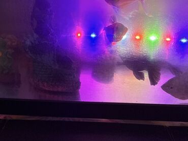 Akvariumlar: LED işıqlı akvarium seti - Şəffaf plastik gövdəli, qapaqlı akvarium - — 2