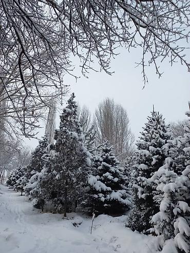 Декоративные деревья: Продаются ели голубые, зелёные, вечнозелёные самшиты, туи, сосны — 7