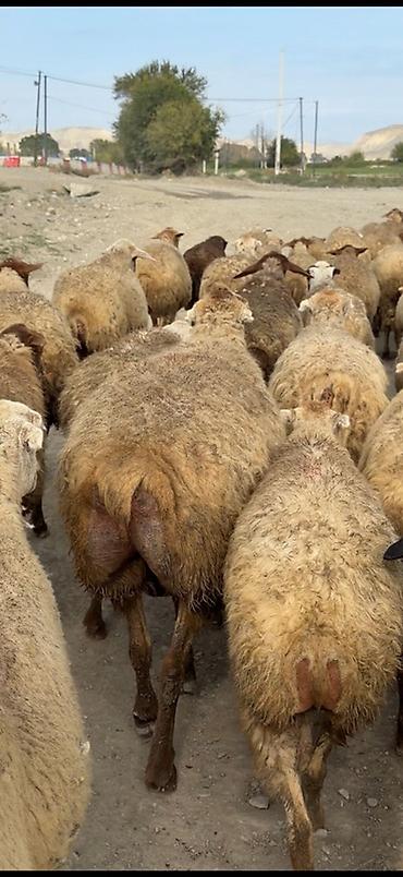 cücə satışı: Самка, лет: 1, Для мяса — 4
