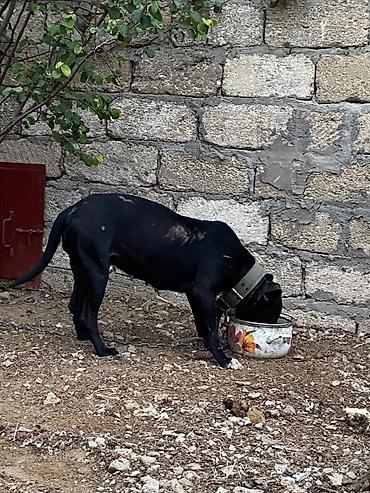 it tasma: Pitbul, 11 ay, Dişi, Peyvəndli — 4