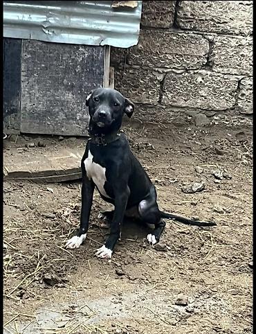 İtlər: Pitbul, 1 ay, Erkək, Ödənişli çatdırılma — 2
