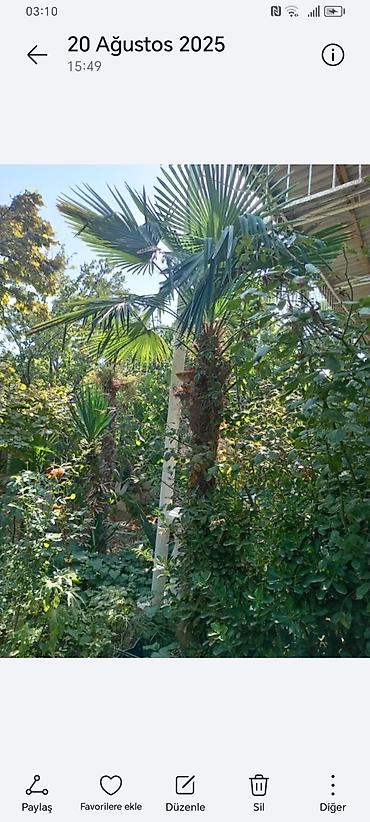 Ağaclar: Təsvir: - Nadir dekorativ xurma ağacları (Trachycarpus tipli, yelpik — 4