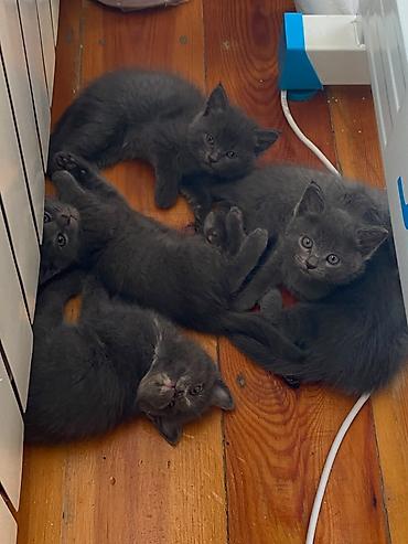 Мышыктар: Котята, серые дымчатые, короткошёрстные. На фото — помёт из нескольких — 1