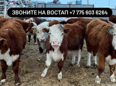 Коровы, быки: Продаю | Корова (самка), Бык (самец), Тёлка | Ангус, Герефорд, Голштин | На откорм, На забой, Для разведения | Племенные, Нетель