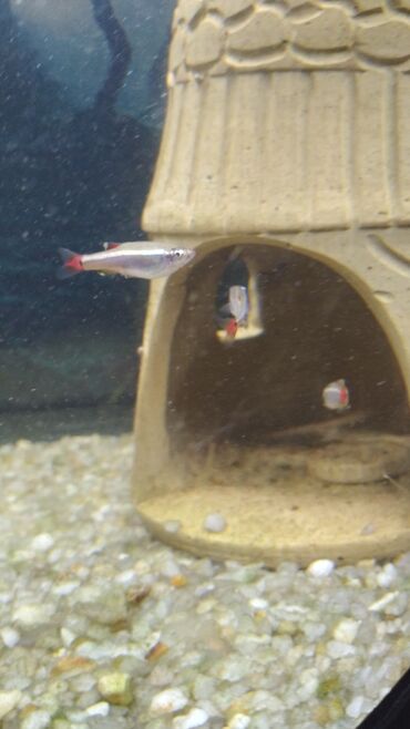 ev baligi: Kardinal balığı