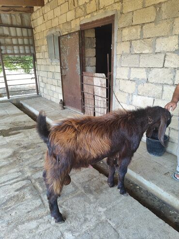 keçi heleb: Самец, Haleb, лет: 3, Самовывоз