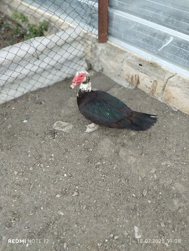 Boşqablar: Erkək, Damazlıq, Ünvandan götürmə
