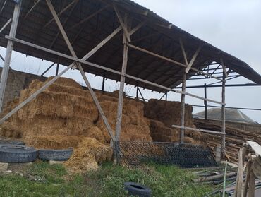 Anbar və emalatxanalar: Ferma/təsərrüfat sahəsi40 baş iri buynuzlu heyvan saxlanılması üçün — 14