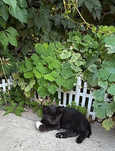 кошеи: Котята — домашние любимцы Описание: - Разные окрасы: белый с тёмным — 4