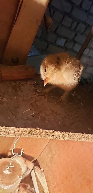 Куры, петухи: Продаю | Цыплята | Для разведения — 28