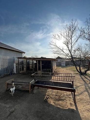 Продажа коттеджей и домов: Продаётся частный дом с большим двором и хозяйственными постройками at lalafo.kg — 13 Продажа коттеджей и домов: Продаётся частный дом с большим двором и хозяйственными постройками — 13