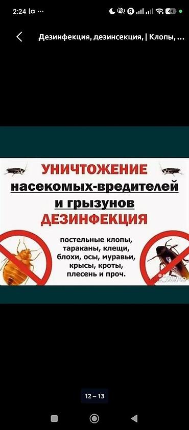 антижучок бишкек: Дезинфекция, дезинсекция, | Клопы, | Подвал, погреб — 3