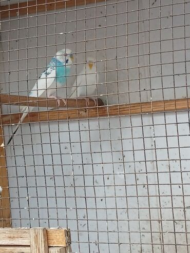 аксессуары для клетки попугая: Seçmə dalğalı tutuquşular (budgerigar) və geniş açıq hava quşxanası/