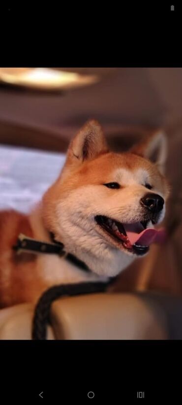 heyvanlar cütləşməsi: Akita-inu, 1 ay, Erkek