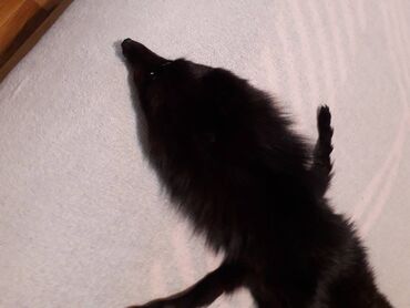 Krzneni kaputi: One size, Polarna lisica, bоја - Crna na lalafo.rs — 5 Krzneni kaputi: One size, Polarna lisica, bоја - Crna — 5