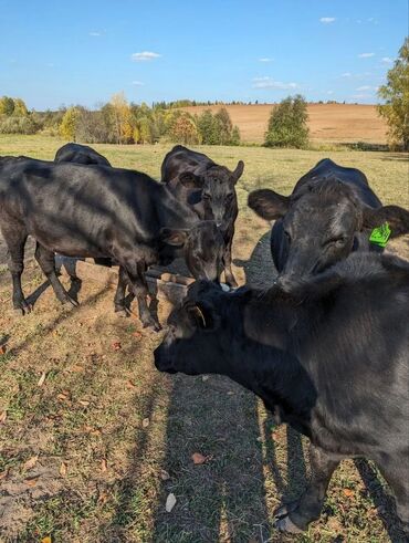 продажа домашних животных: Продаю | Корова (самка), Бык (самец), Тёлка | На откорм, На забой, Для разведения | Племенные