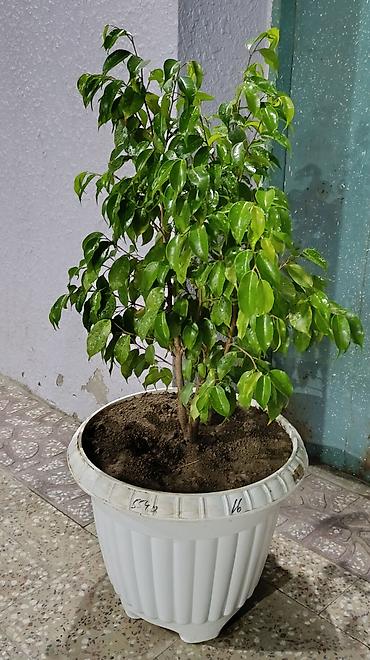 ev guleri: Dekorativ Fikus (Ficus benjamina) dibçəkdə. Parlaq yaşıl, sıx — 3