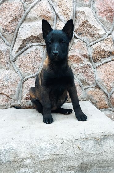 Вязка собак: Вязка: Бельгийская овчарка, Самец, 3 года, С родословной, С прививкой — 9