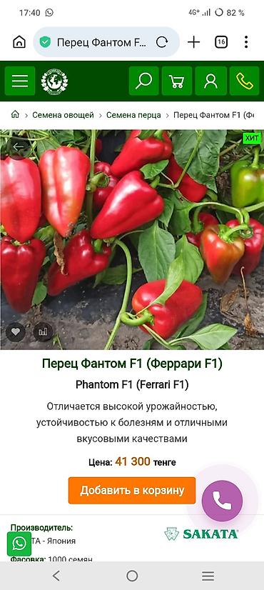 капуста оптом: Перец Сладкий, Оптом, В розницу — 9