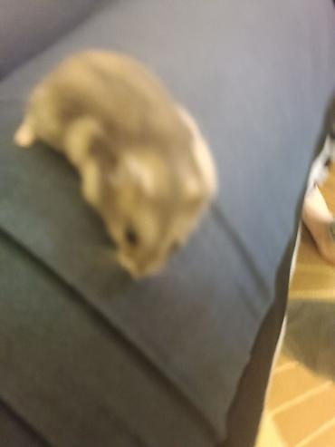 hamster qiymetleri: Hamsterlər – cırtdan növ (cütdən və ya ayrı-ayrılıqda) 30 ədətdi - — 3