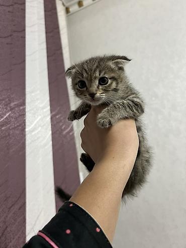 шотланский кошка: Шотландские вислоухие котята. Милые котята с характерными прижатыми — 5