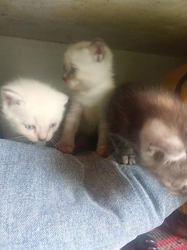 Продажа кошек: Котята с голубыми глазами - Помёт из нескольких котят: светлые — 12