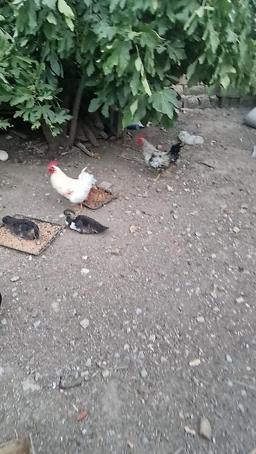 cuce ve xoruz: Məhsul: Ev təsərrüfatı üçün xoruzlar 2 eded xoruz.bu ilindi Təsvir:2 — 5