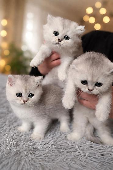 Pişiklər: Şotland — 10