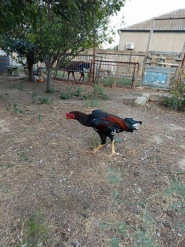 Голуби: Heyrati bece normal saglam cins heyvandi masallah — 4
