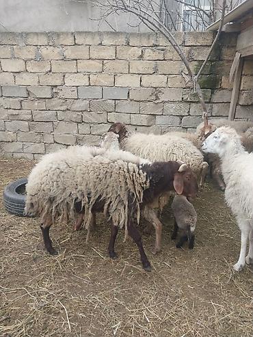 Qoyunlar, qoçlar: 400 manatda 750 manata kimi var — 10