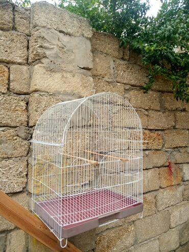 qus qefes: Korella qefesi jako kletkasi qus qefesi 40 Azn
