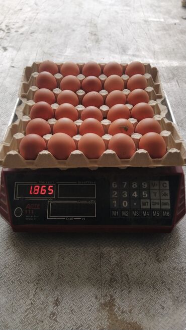 страусиное яйцо цена: Продаю яйцо оптом.от 10 коробок,цена договорная