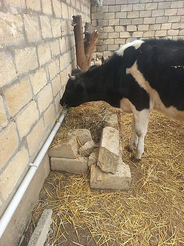 keci satisi tap az: Salam. Təmiz ivanofqadi anasinin şəkileri var . anasi 27 ltr sud — 5