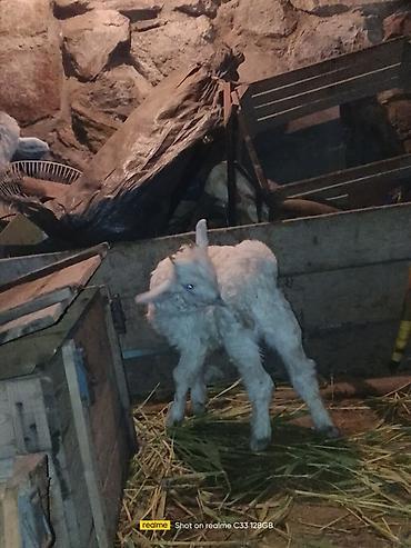 Козы, козлы: Продаю | Козлёнок | Зааненская | Для разведения at lalafo.kg — 7 Козы, козлы: Продаю | Козлёнок | Зааненская | Для разведения — 7